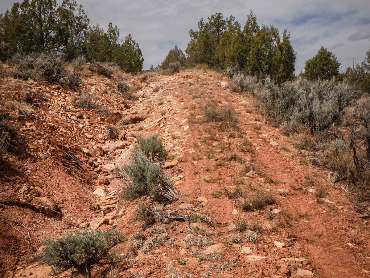 Wild Horse photo 2
