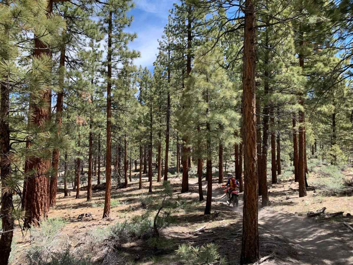 Gilbert Ridge (28E213) trail photo