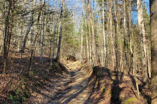 Daughtry to Sheltowee Trace