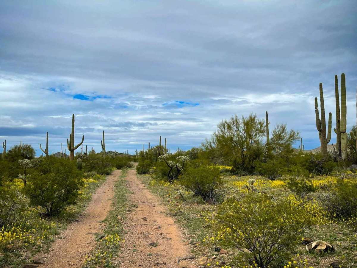 Jackrabbit Trail photo 3