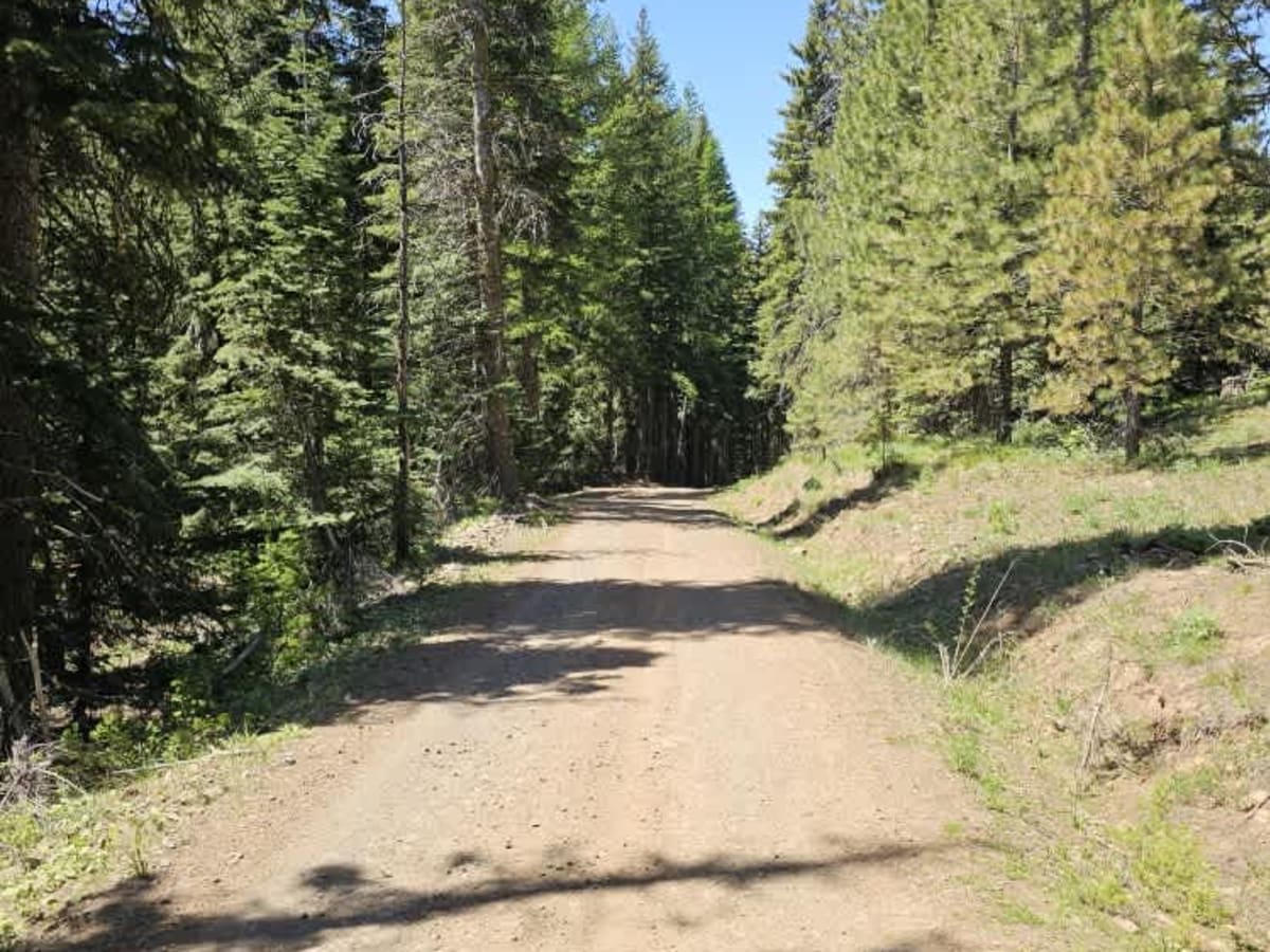 East Fork Road photo 3