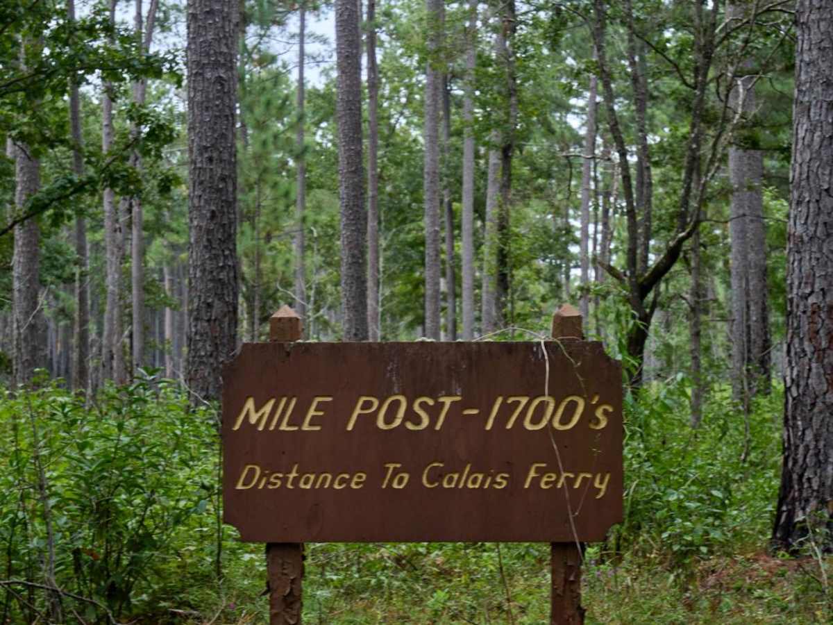Bonneau Ferry WMA - Perimeter Loop A photo 3