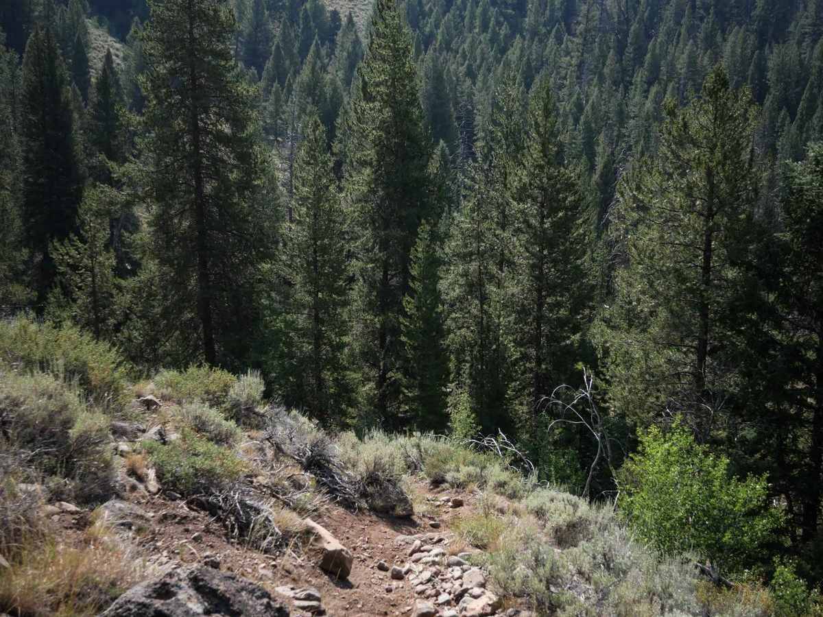 Eleven Mile - Martin Creek ATV trail photo
