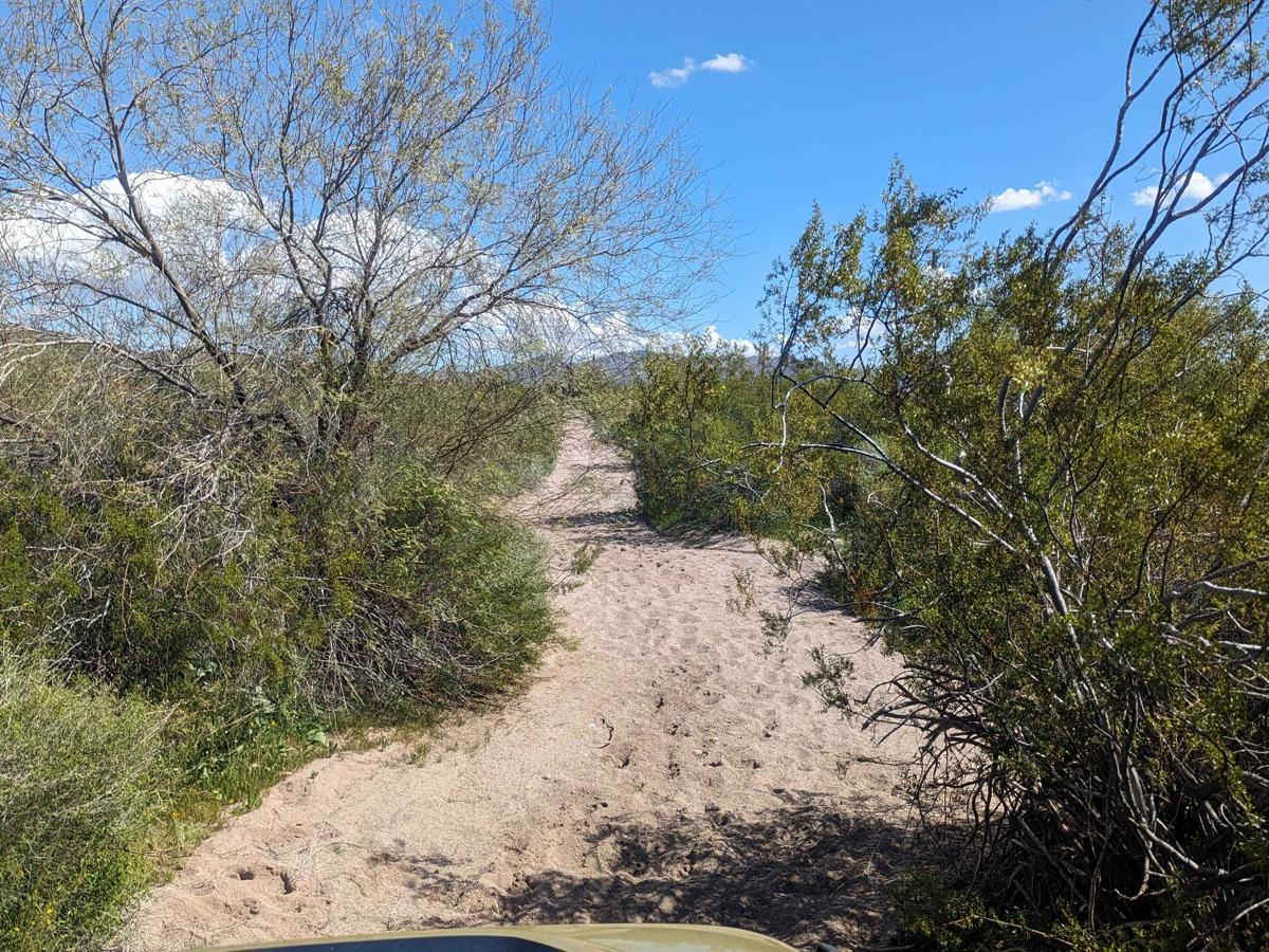 Cattle Cactus Crawl photo 2