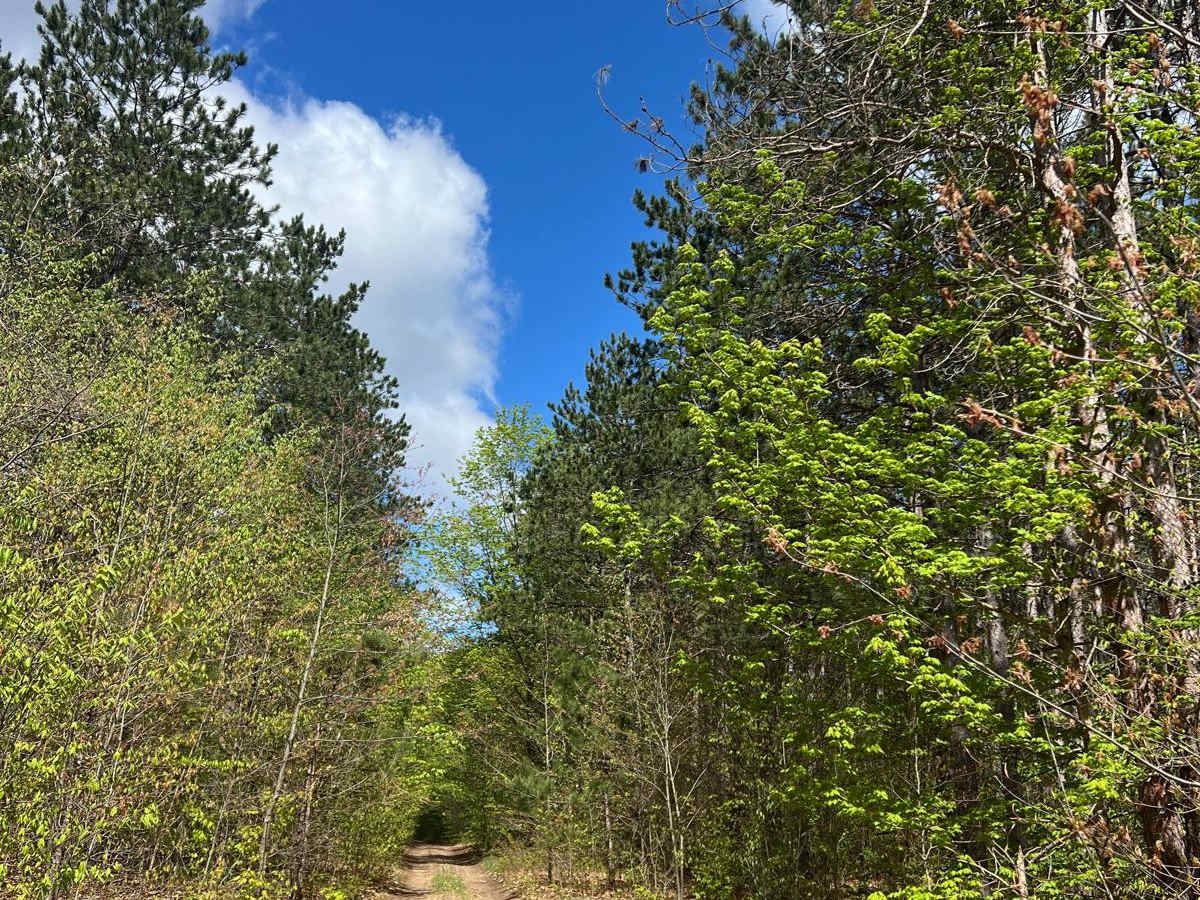 AG Trail photo 6