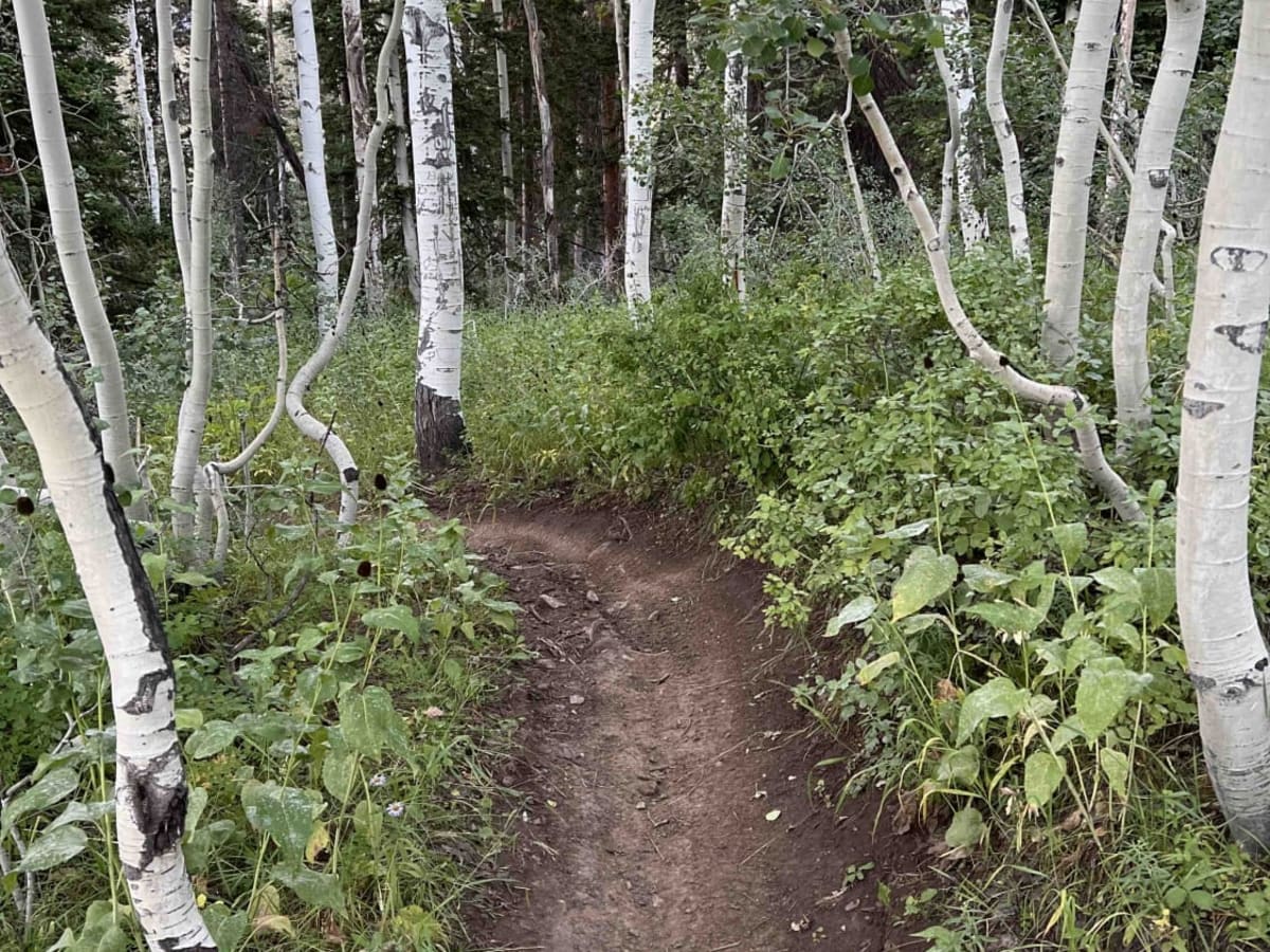 Forest Lake (2171) photo 3