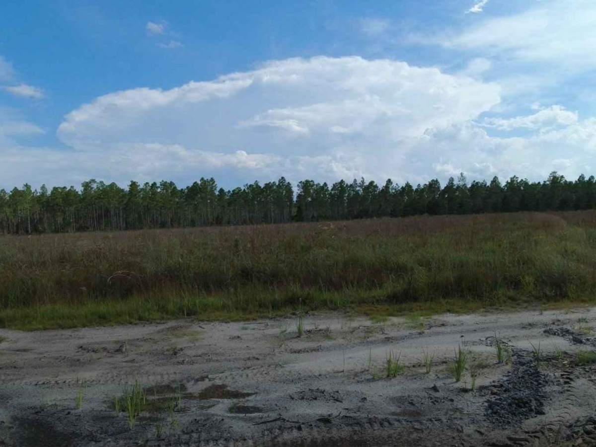 Cary State Forest - Cary Tract photo 3