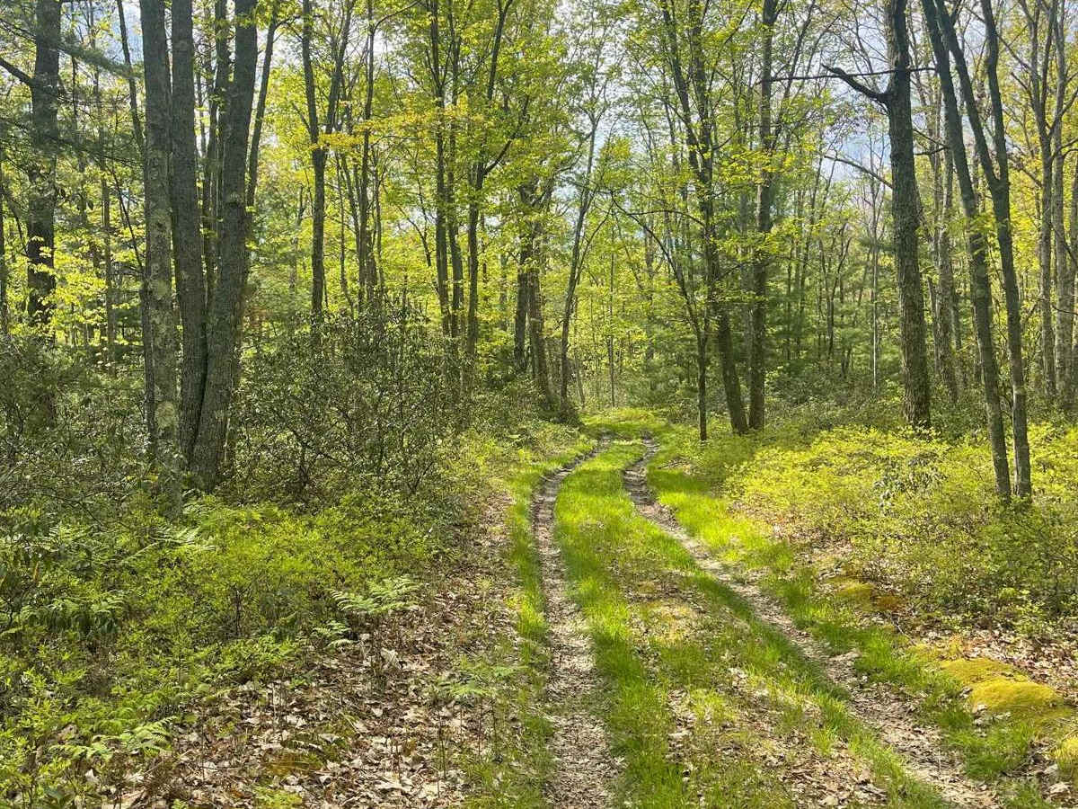 Twin Springs Trail photo 4
