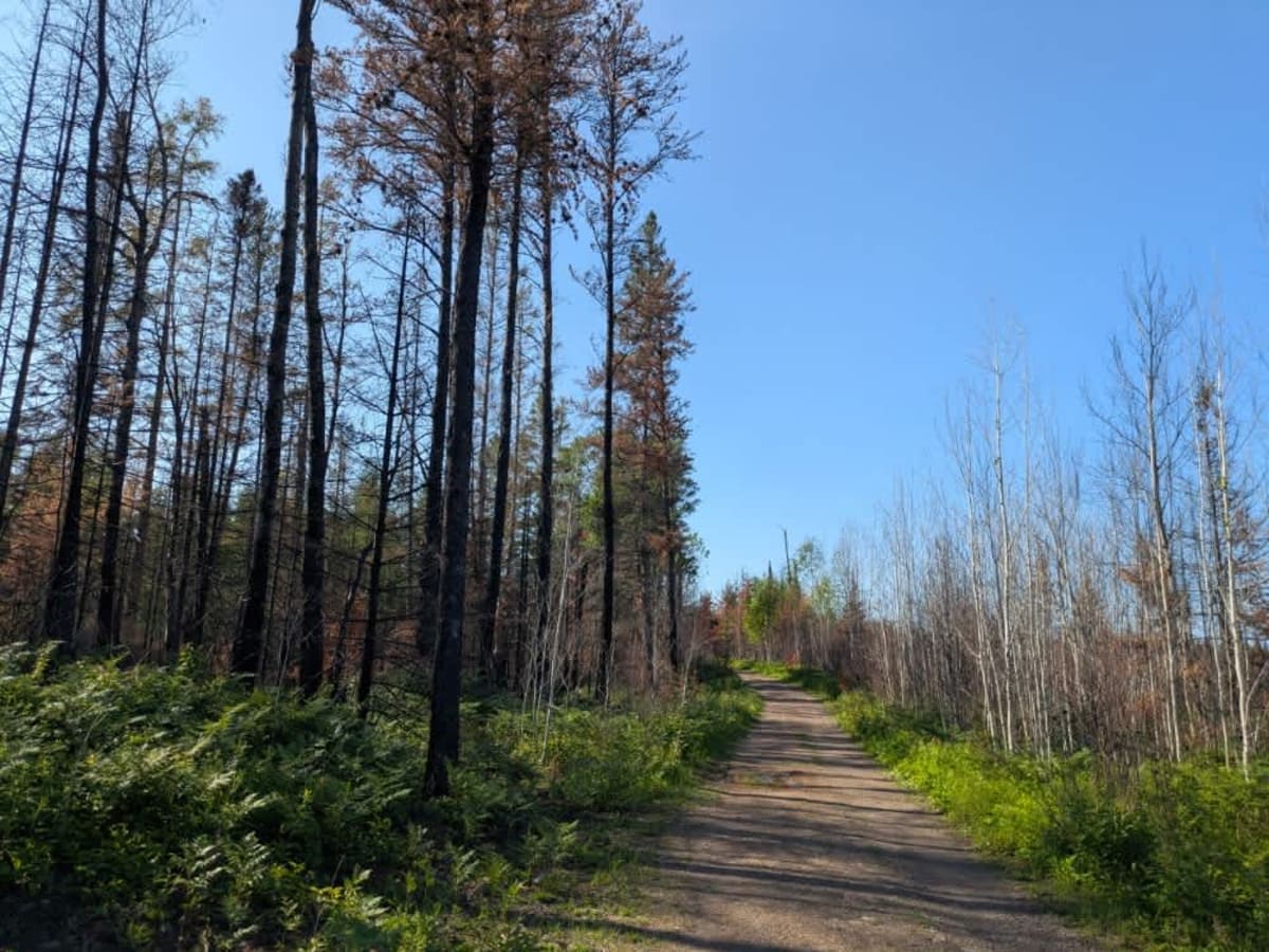 Murphy Lake photo 5