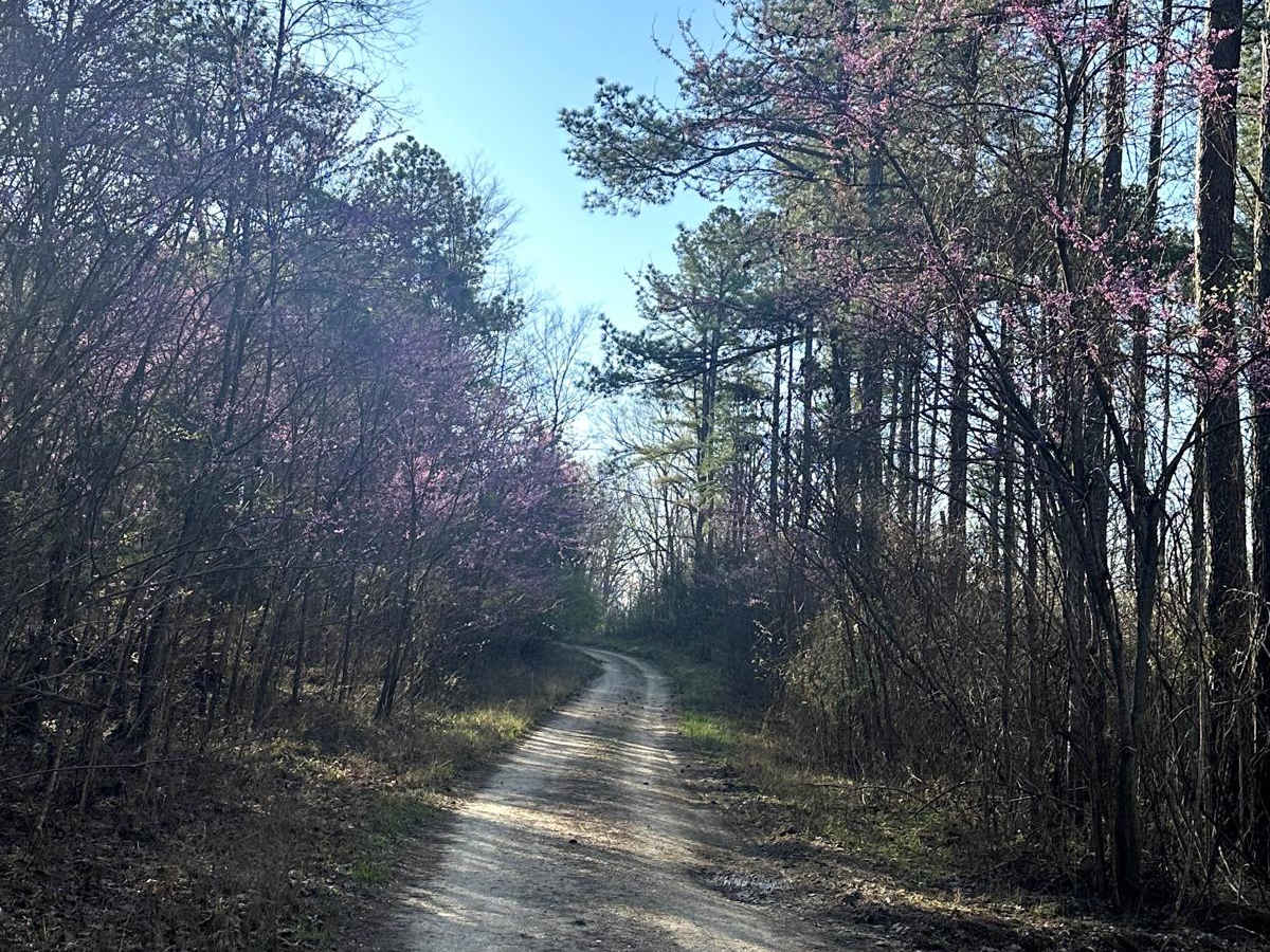 Bogard Cemetery Road photo 4