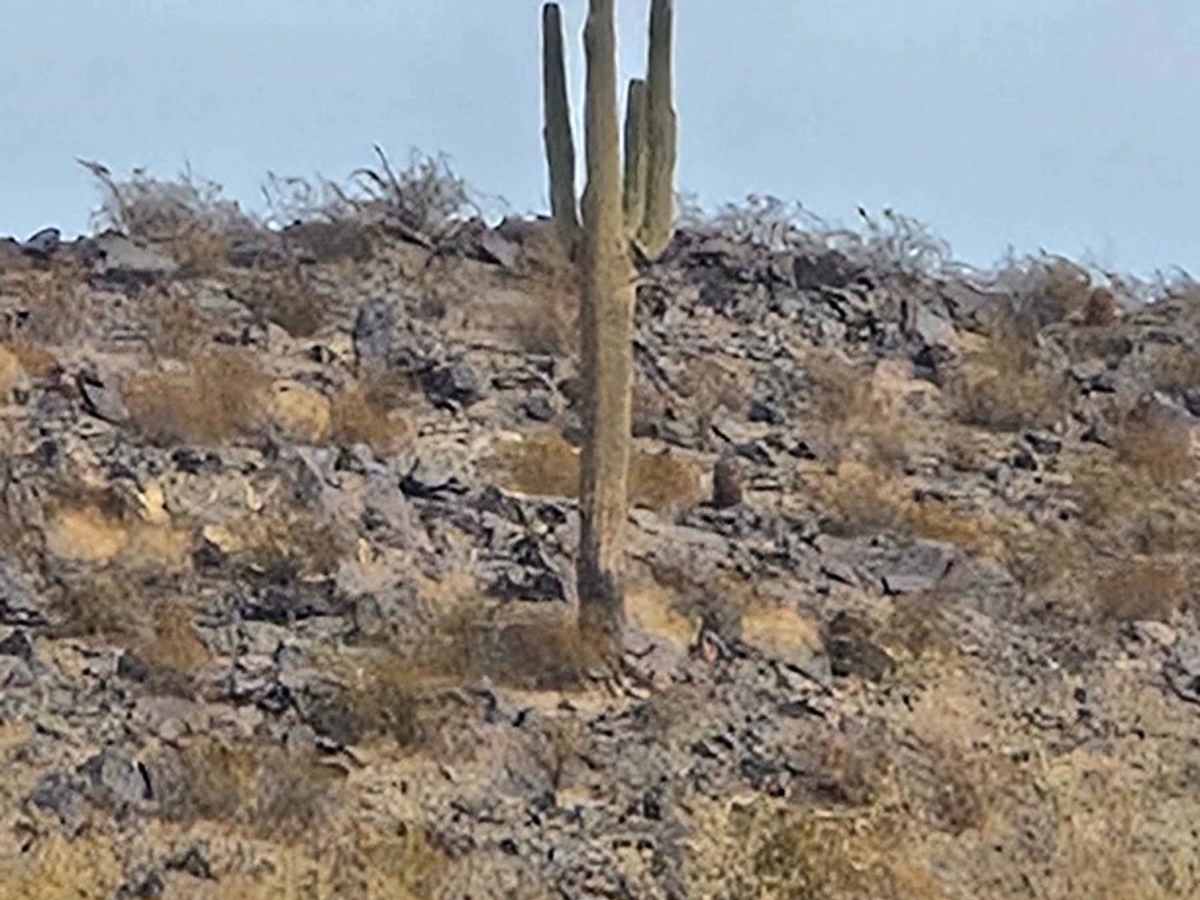 Lone Mountain Tank trail photo