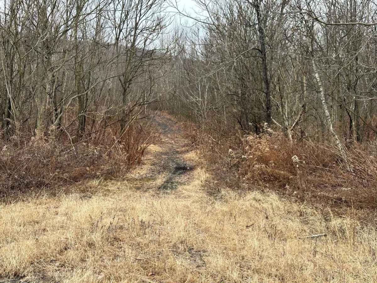 Locust Gap 13 photo 2