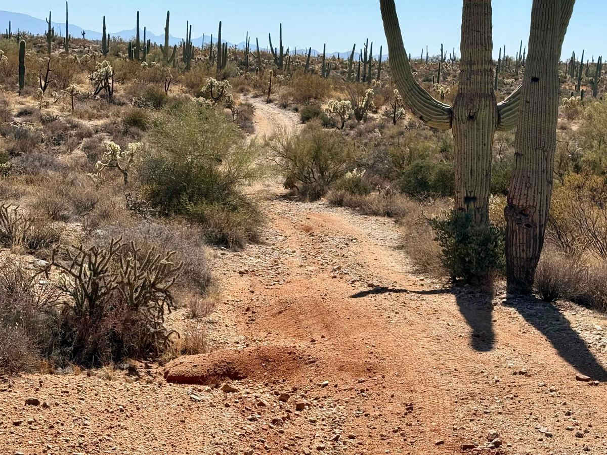 Chasing Cholla photo 4