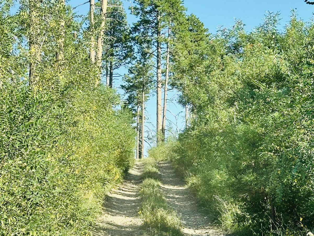 Swamp Point and North Bass Trailhead photo 2