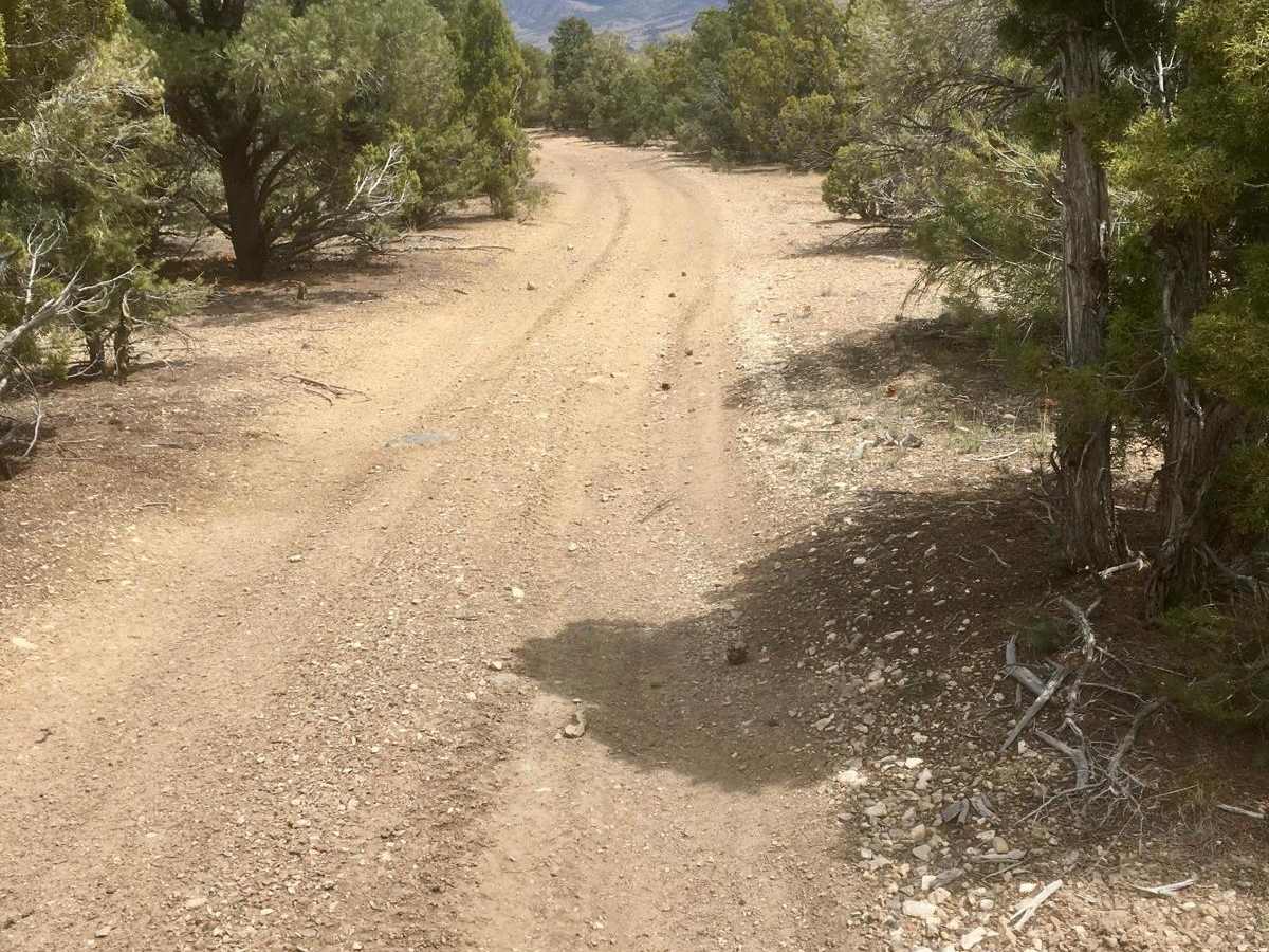 Ice Plant Springs Road photo 3