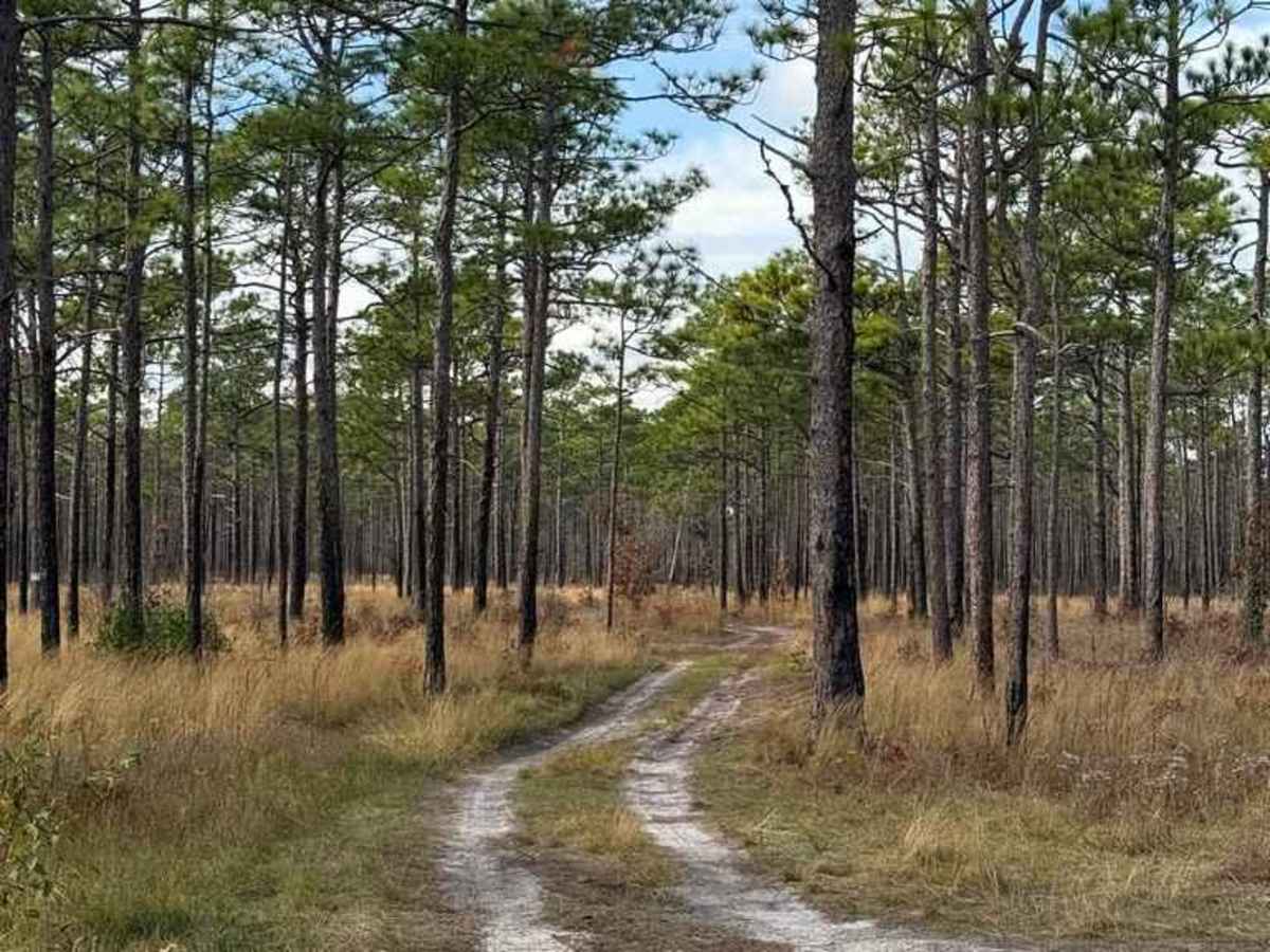 Bogue Road Spur trail photo
