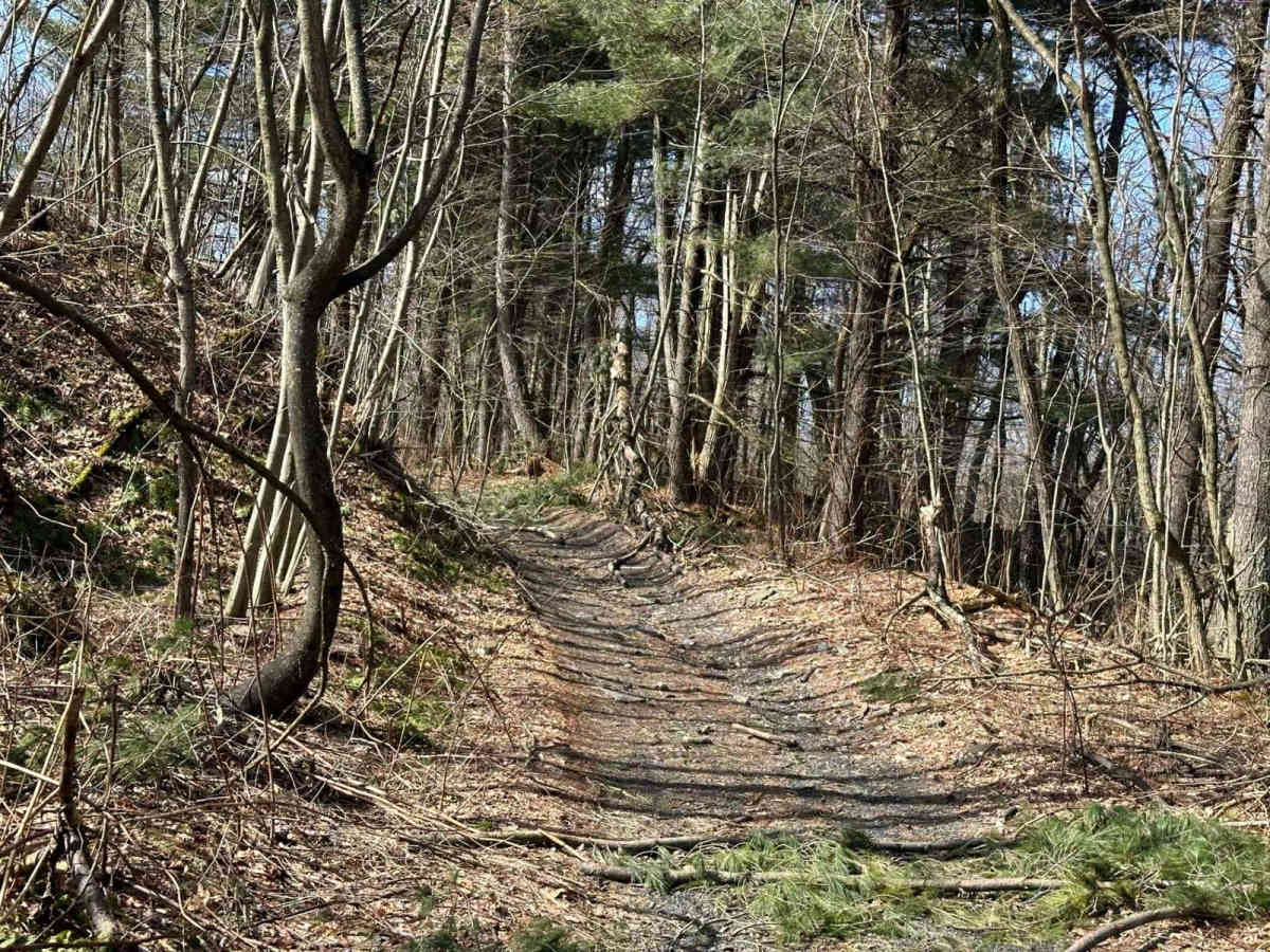Locust Gap 46 photo 5