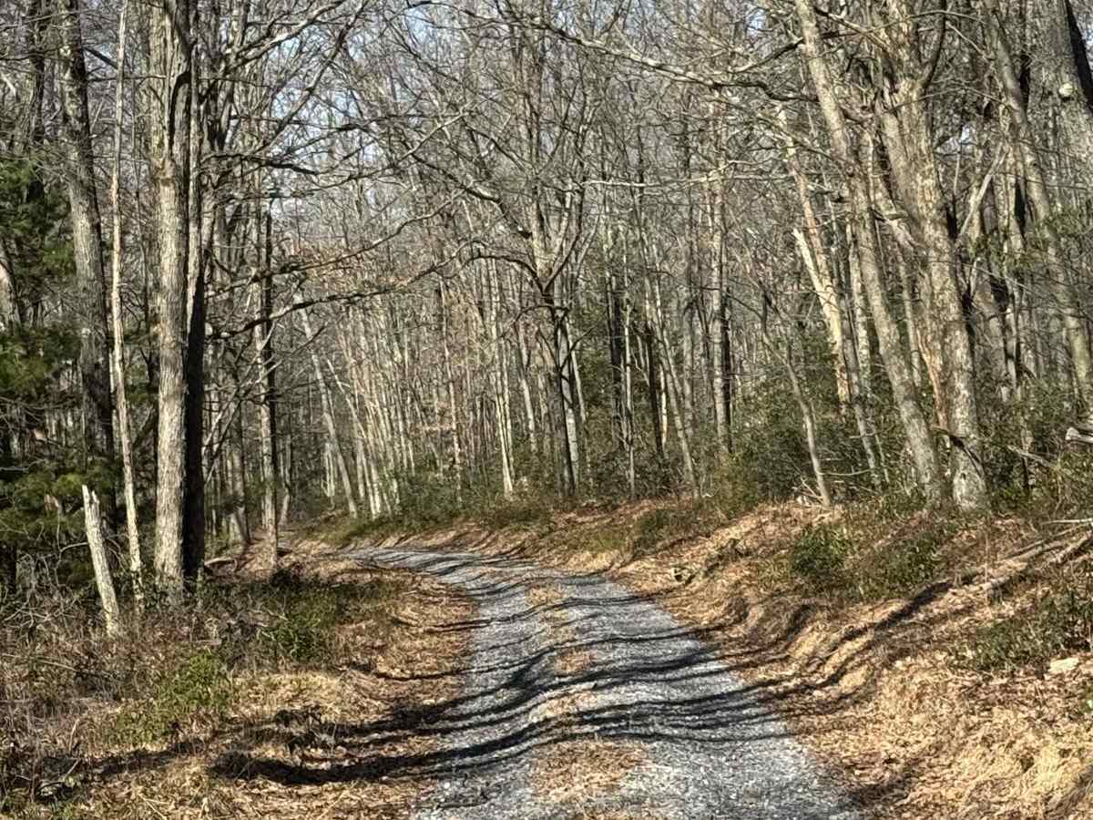 First Fork Road photo 5