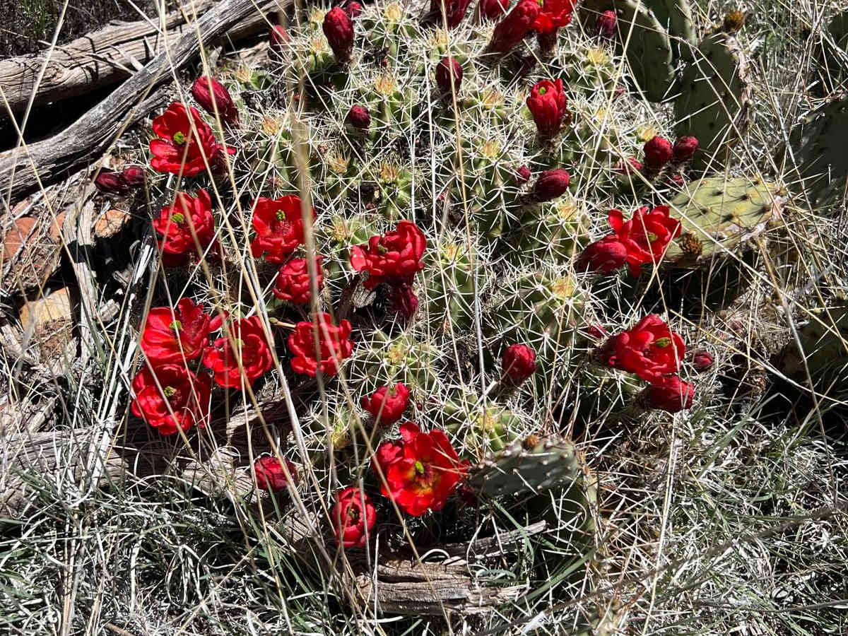 Antelope Shortcut photo 6