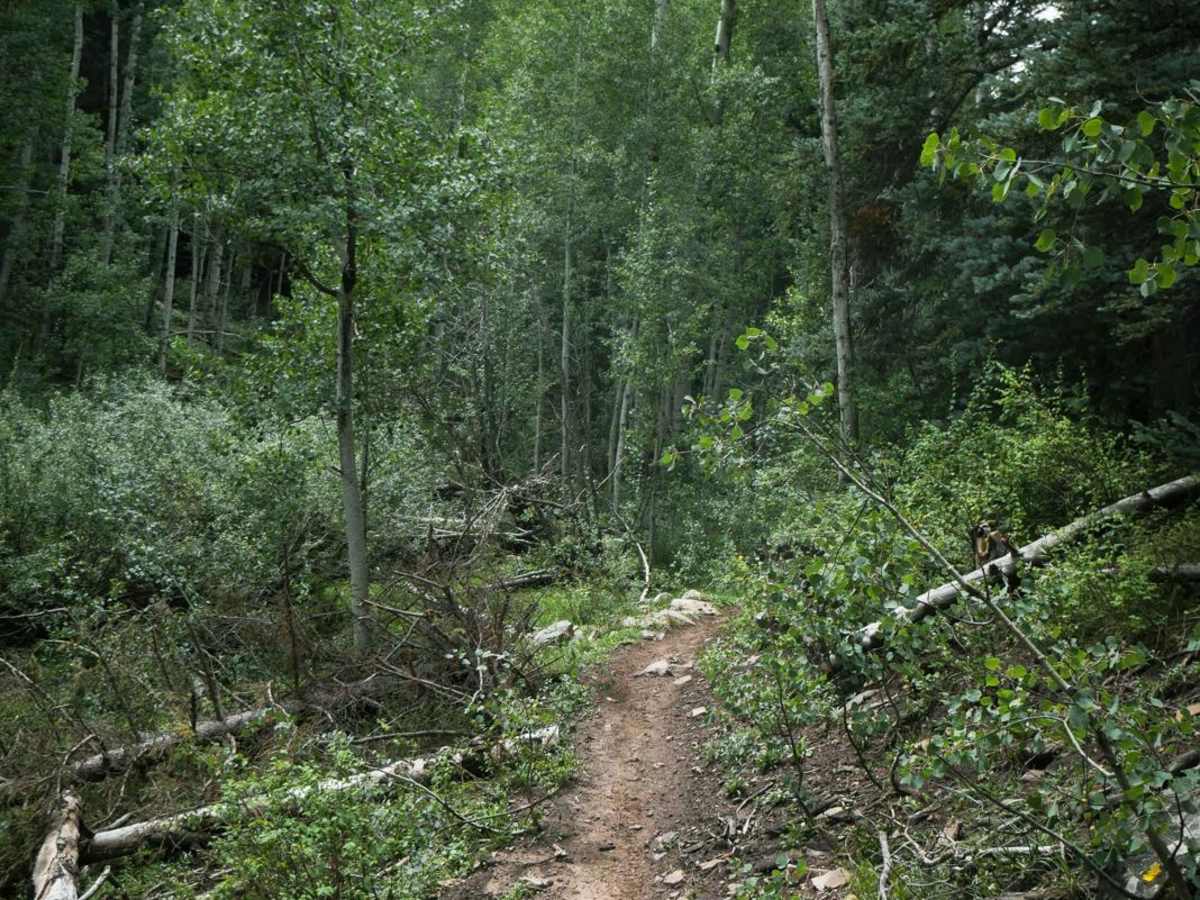 Chicken Creek Trail photo 6