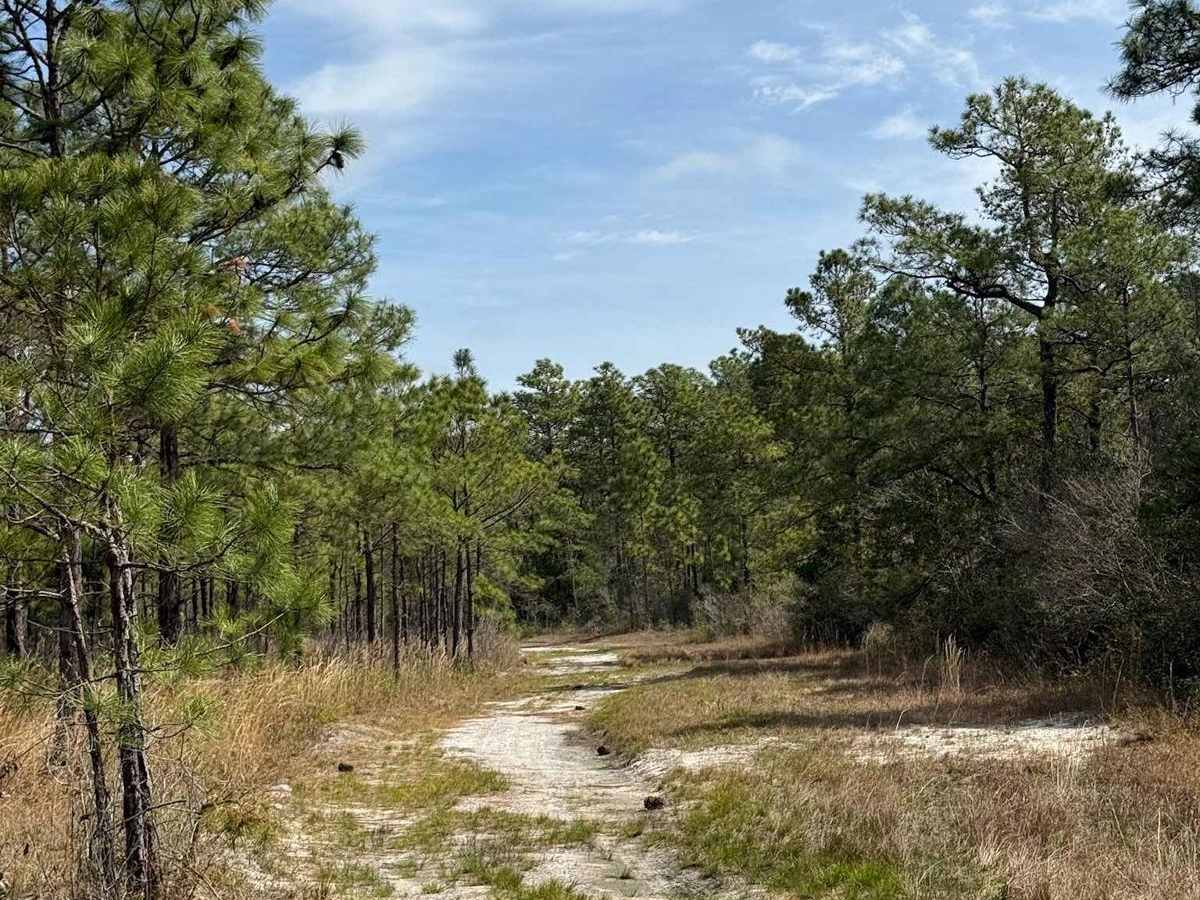 Pettiford Creek Trail 9 photo 6