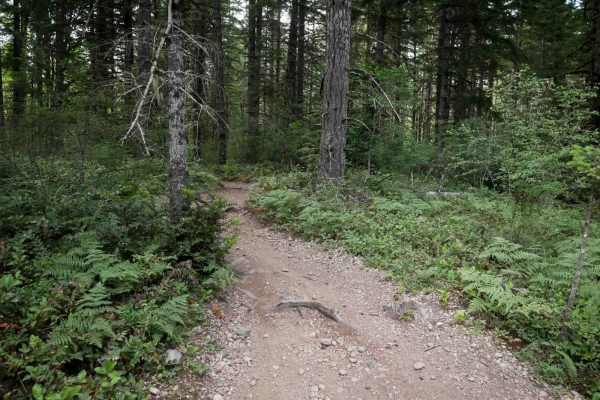 Tahuya River Trail