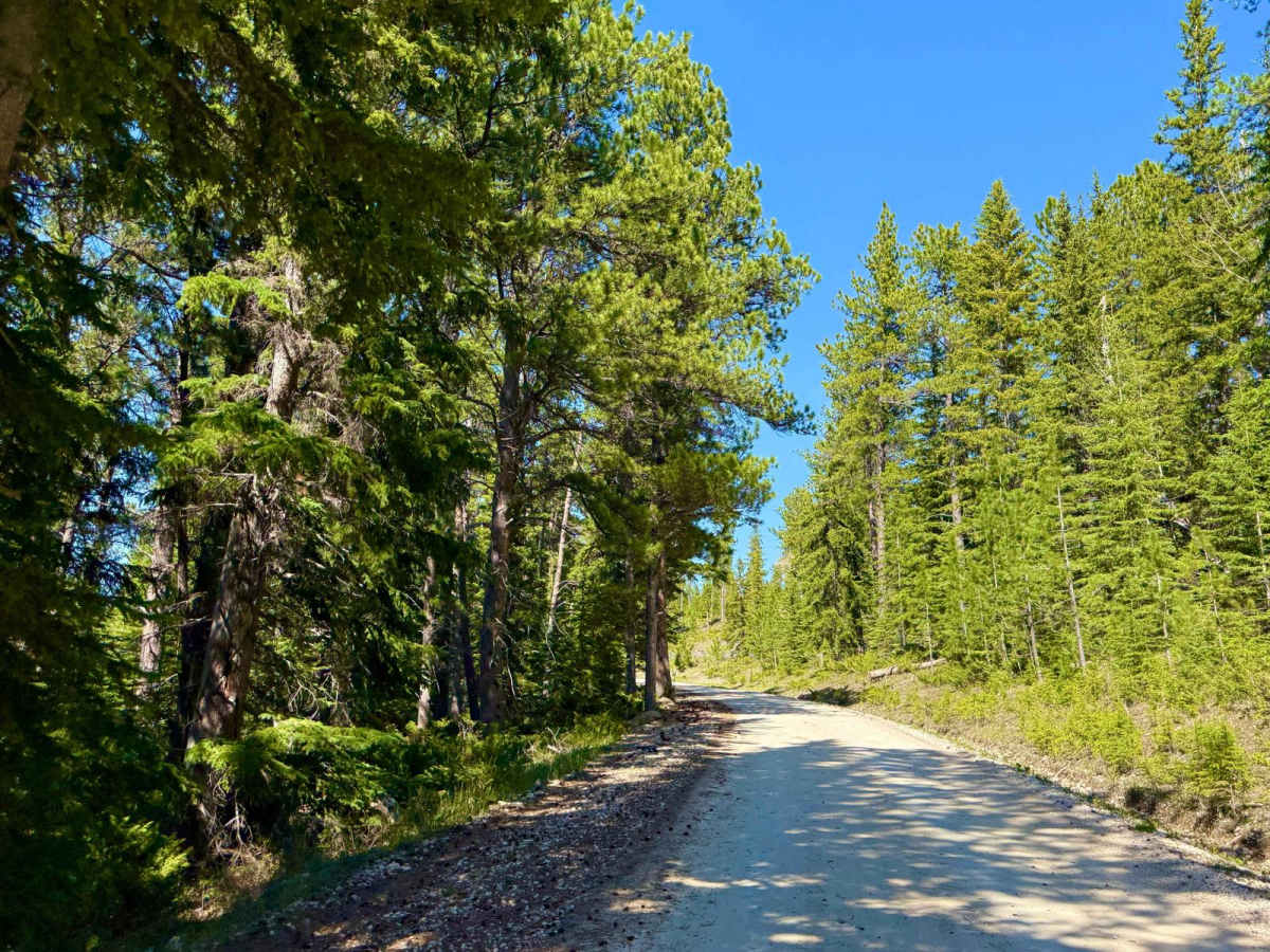 Black Fox Camp Road - FS 233 photo 4
