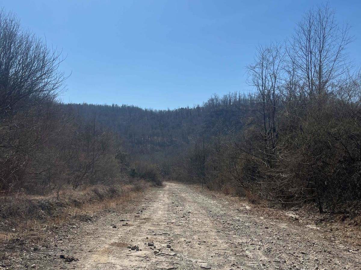 Trail 30 (Bear Branch) trail photo