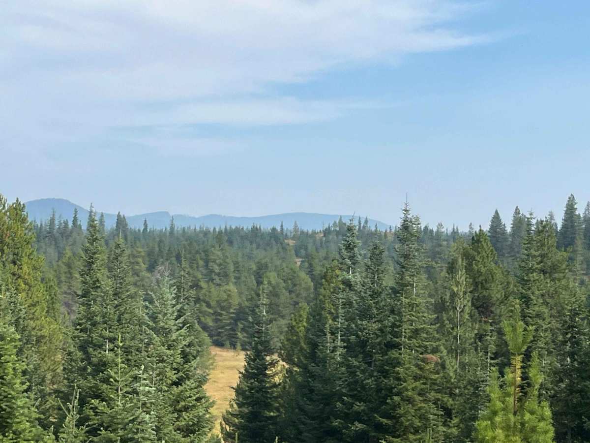 Tree Line Ride photo 5