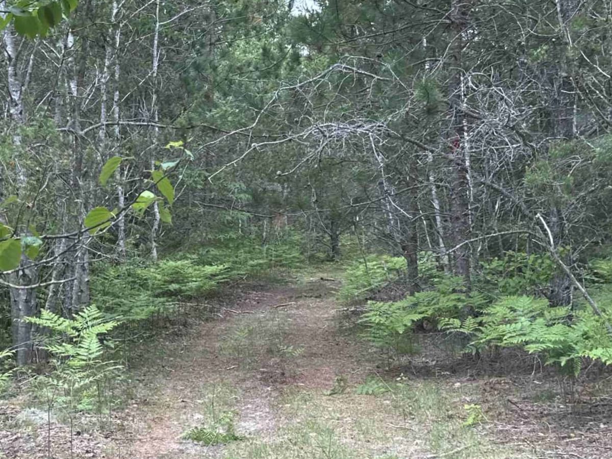 Pine Needle photo 6