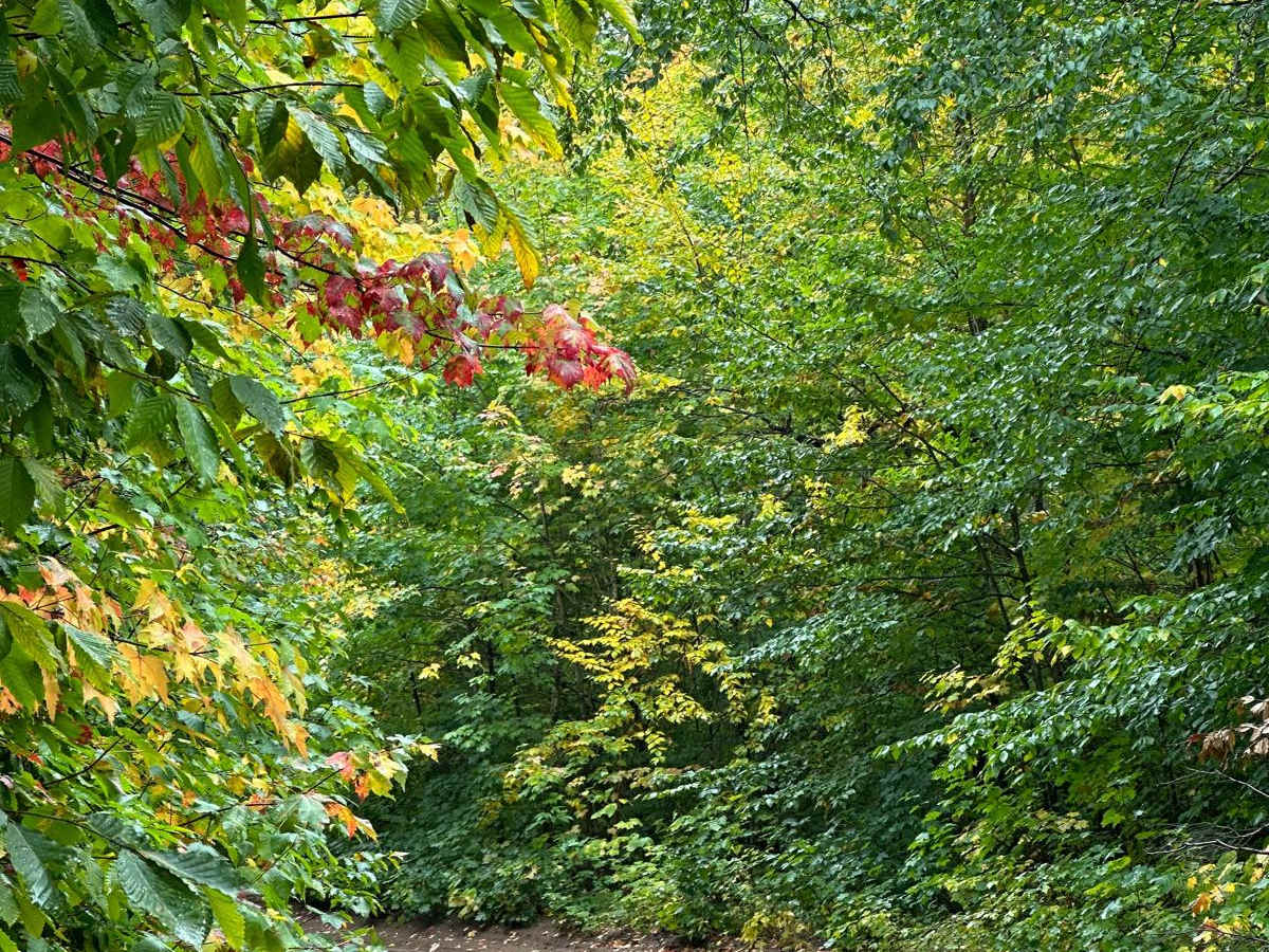 Sucker River Road photo 4