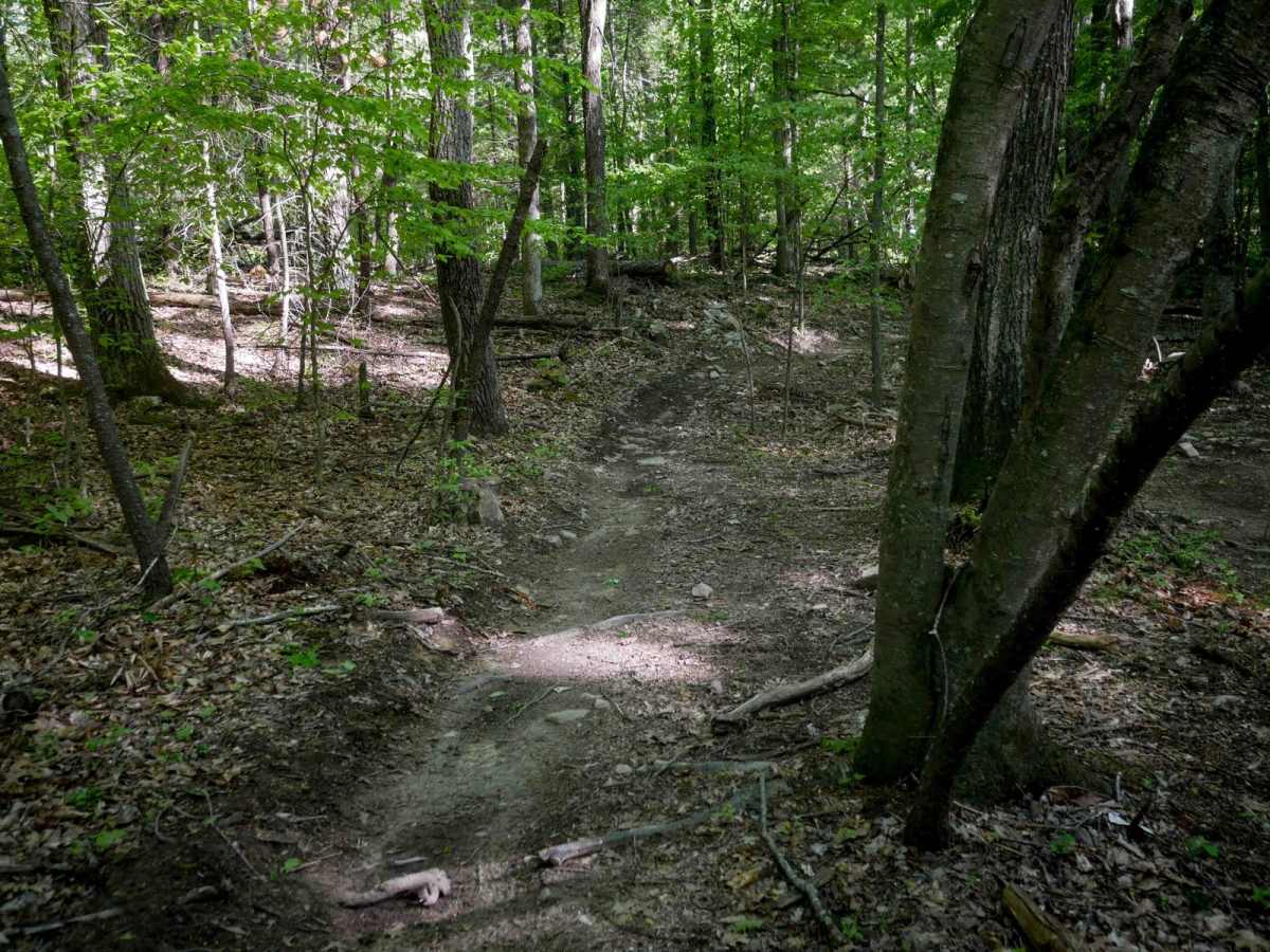 Single Track 2 photo 2