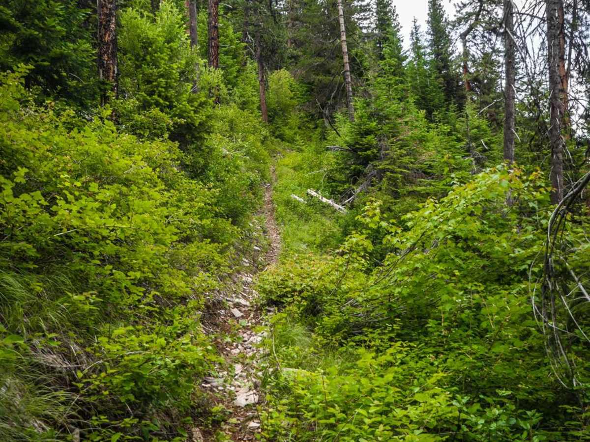 Daisy Creek photo 6
