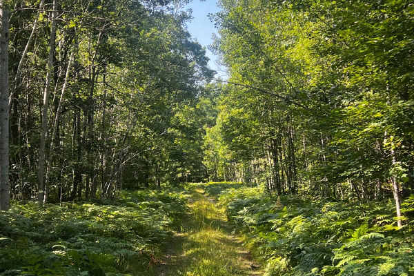 Bumpy Trail