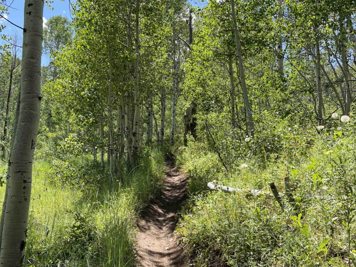 South Fork Little Deer Creek (2252) photo 3