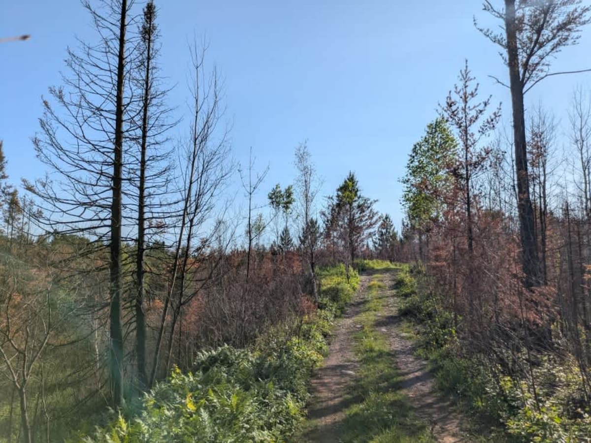 Murphy Lake trail photo