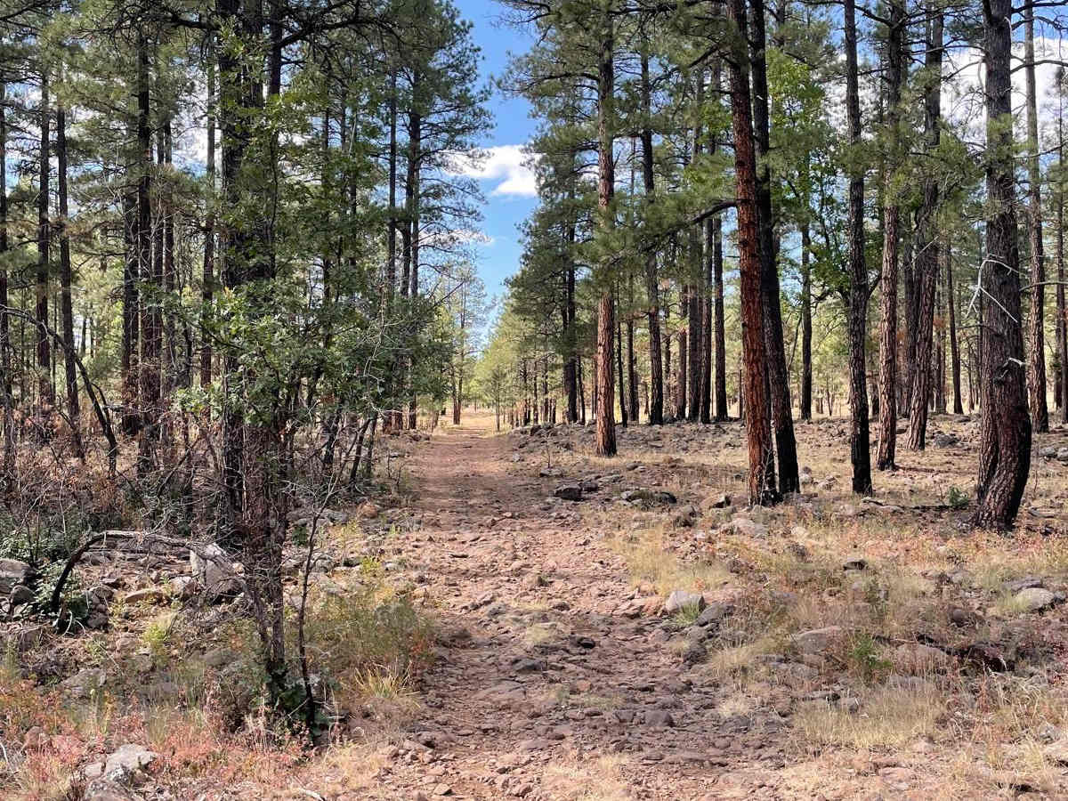 FS 305E trail photo