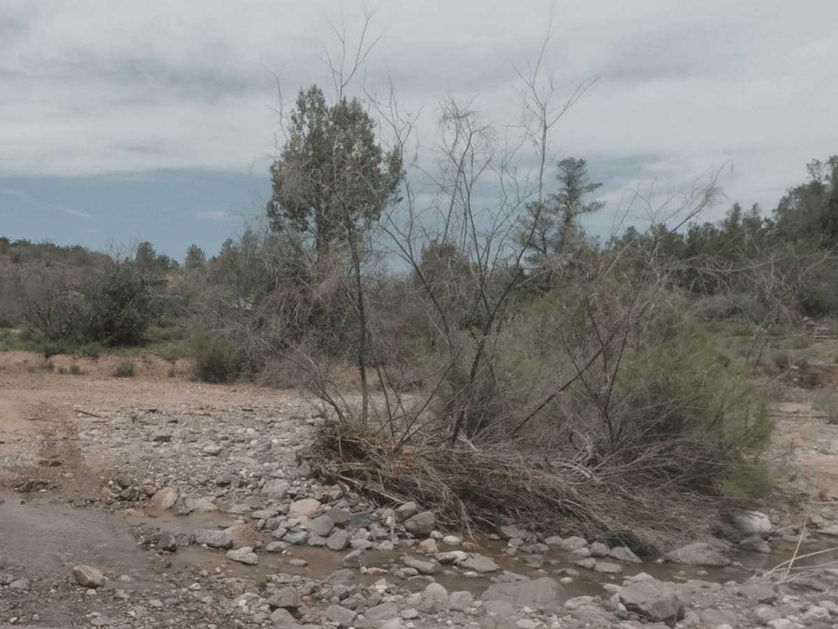 Rye, Alder, and Cypress trail photo