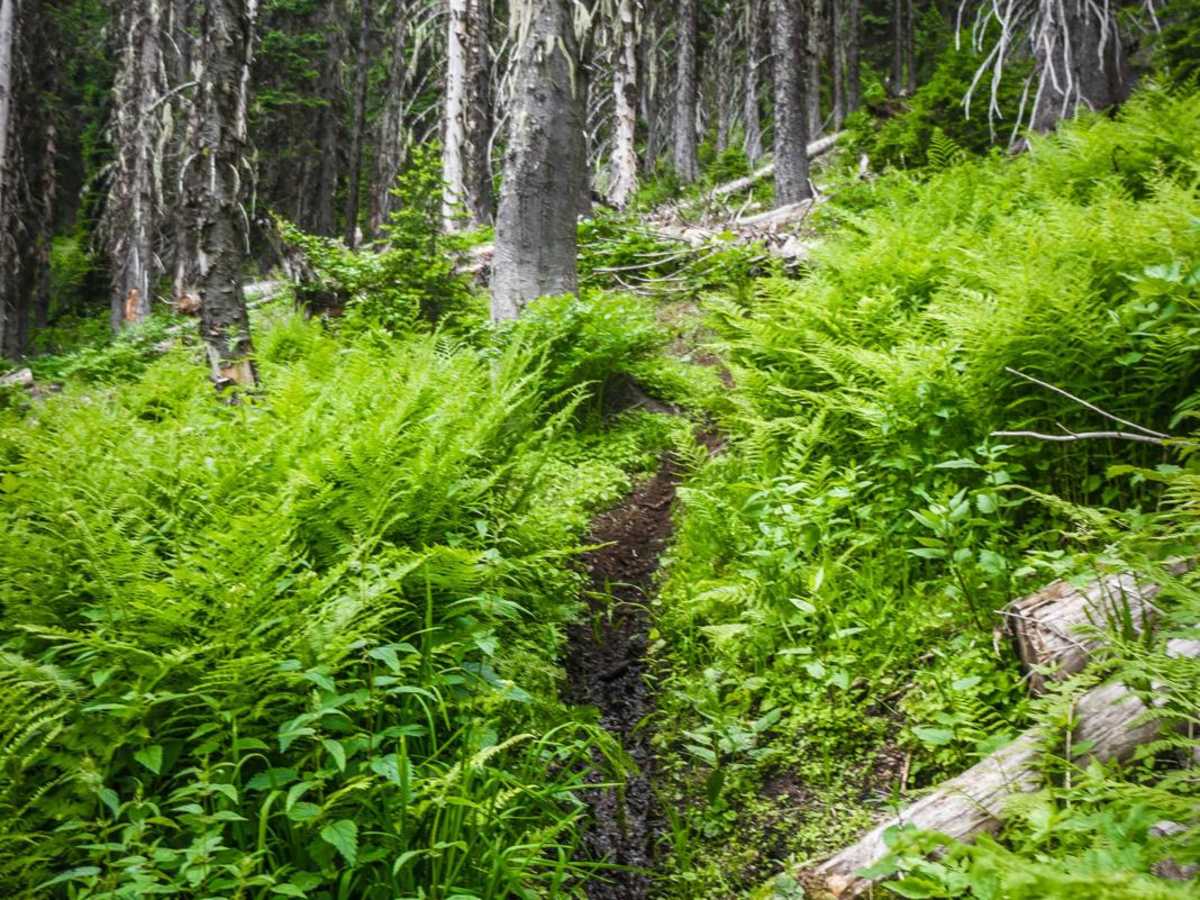Chipmunk Creek photo 2