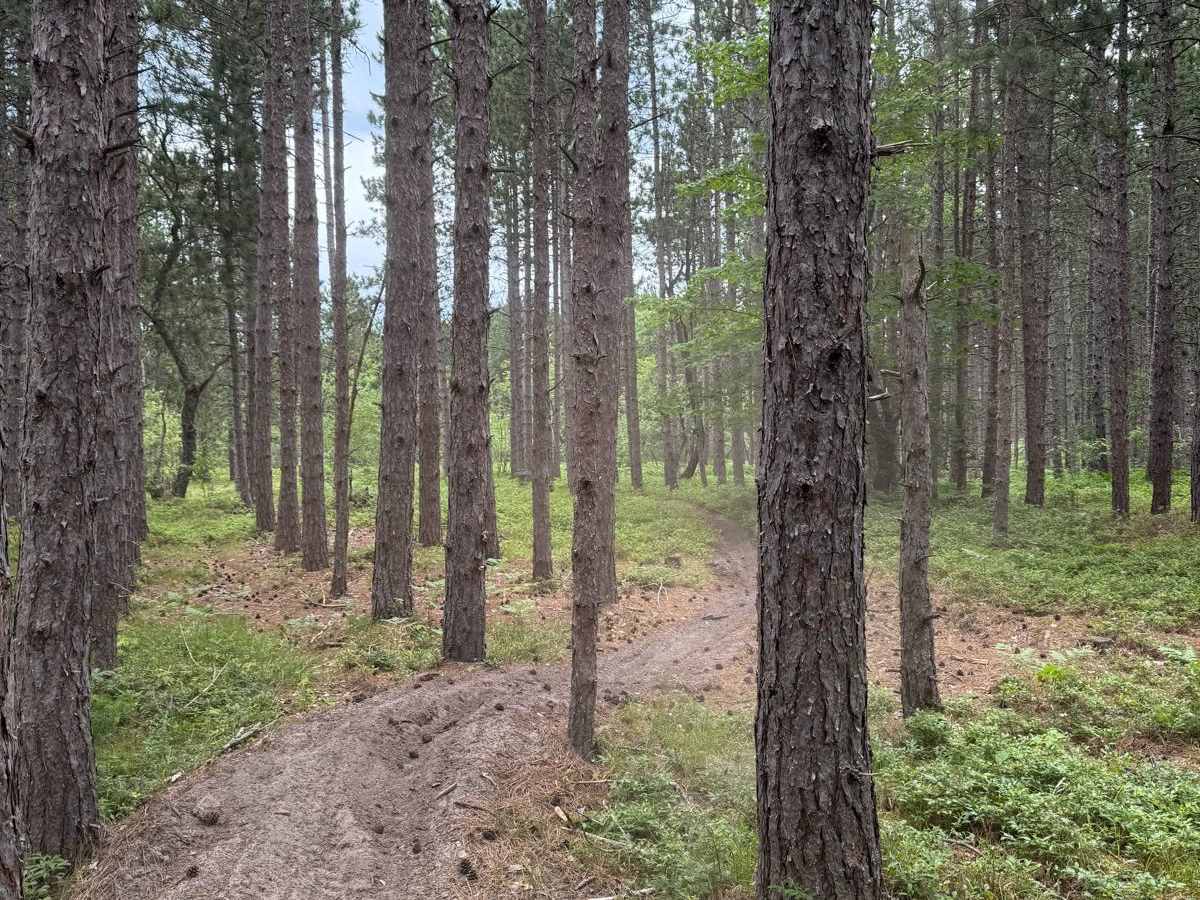 North Missaukee Singletrack Spur photo 2