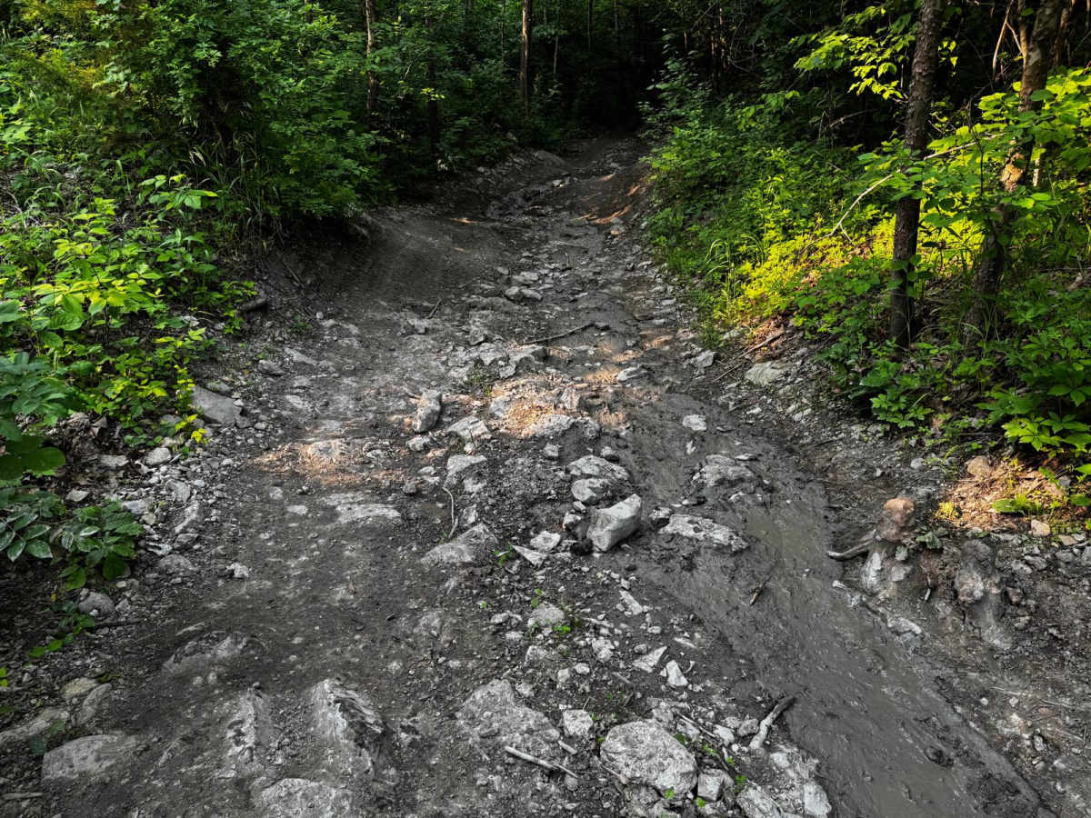Green 139 photo 2