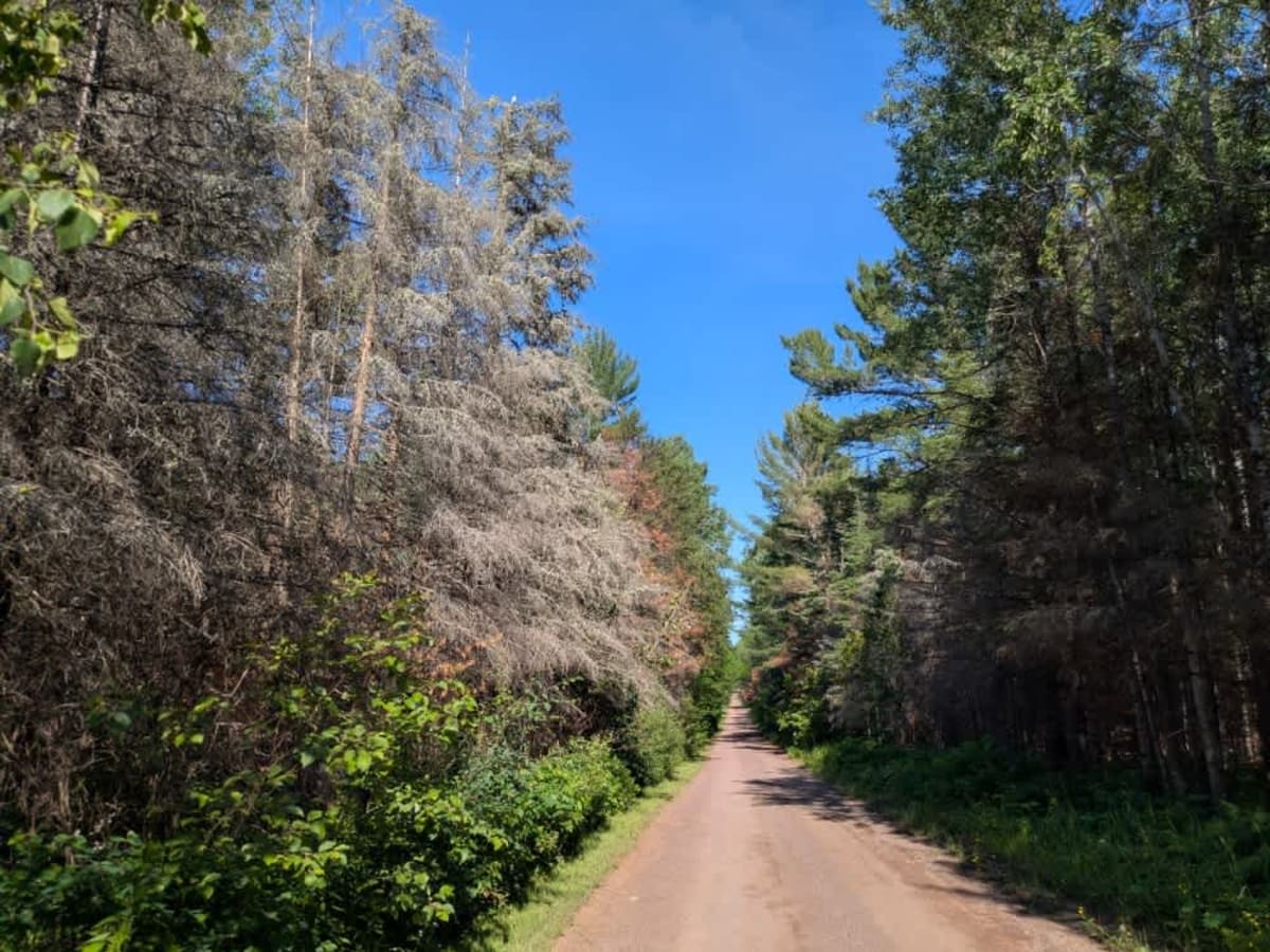 Indian Creek Road photo 6