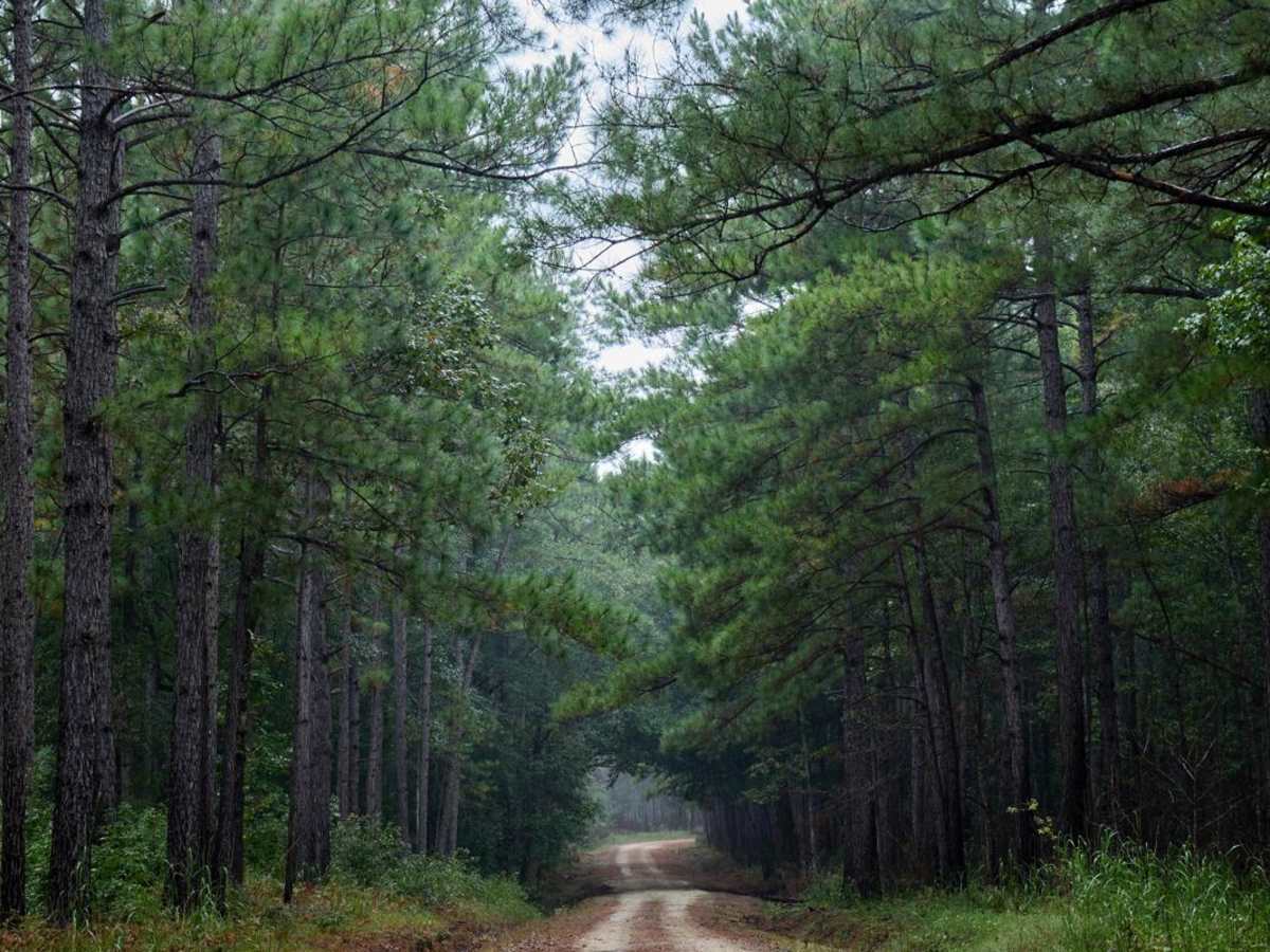 Bonneau Ferry WMA - Nimitz Road photo 4