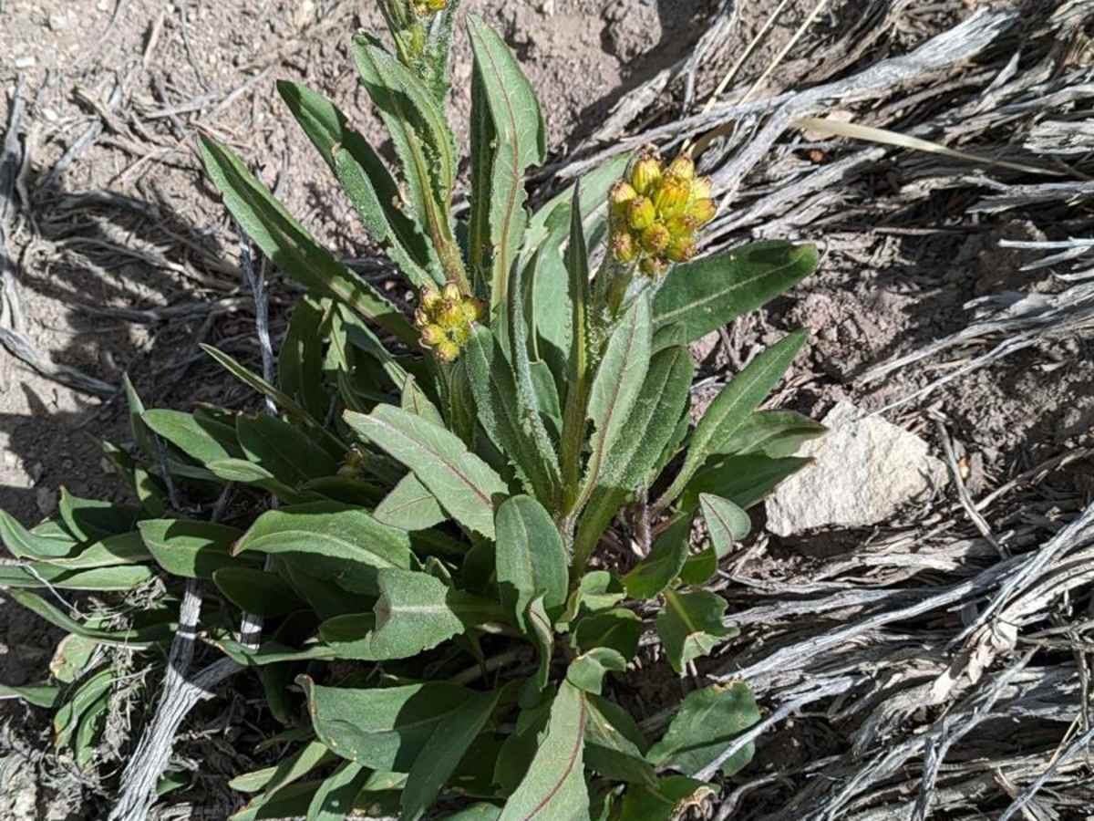 Little Hot Creek Hill Loop photo 3