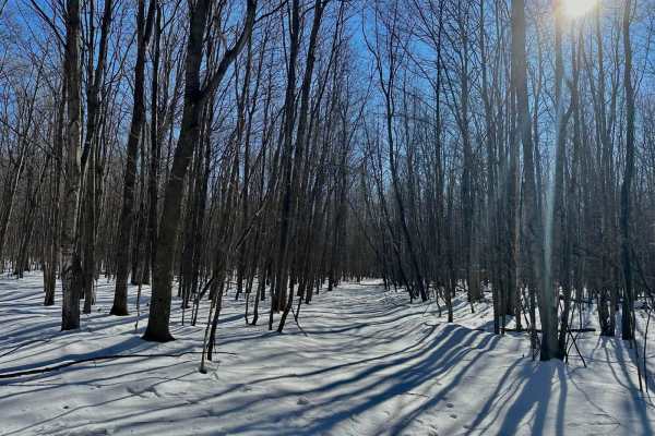 Deer Track Trail