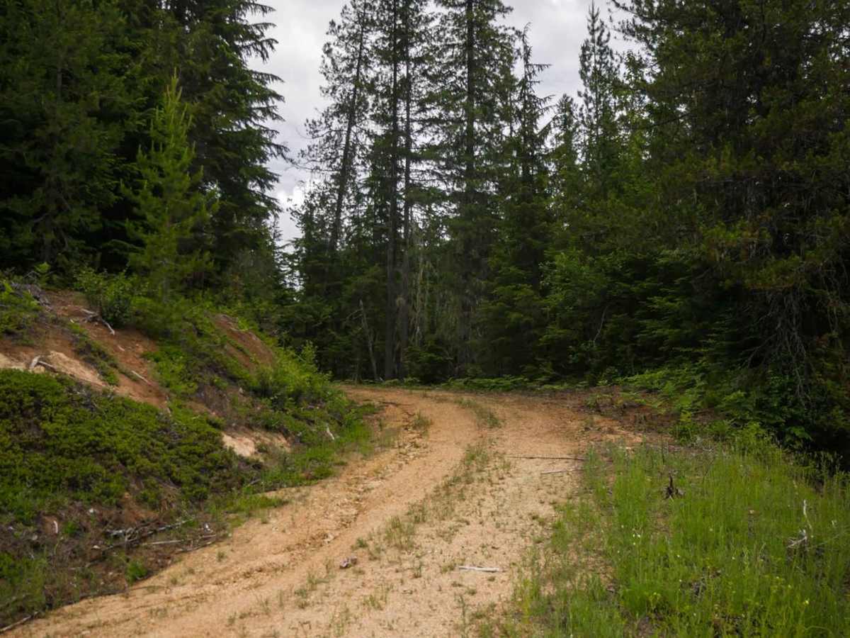 Black Jack Harvey - 3592 trail photo