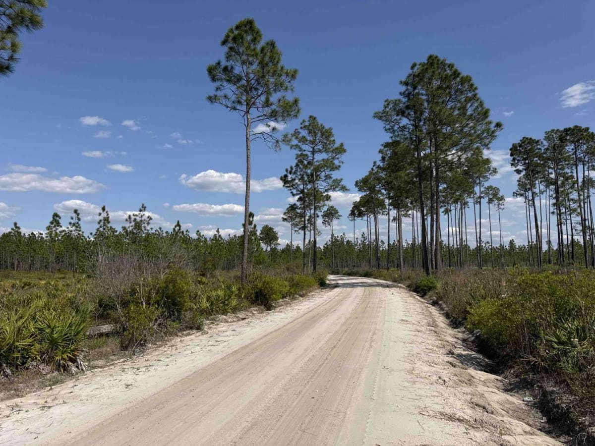 Sandhill Grade - Osceola NF 200 photo 3