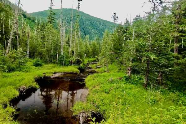 Highbush Spur Road - 50041