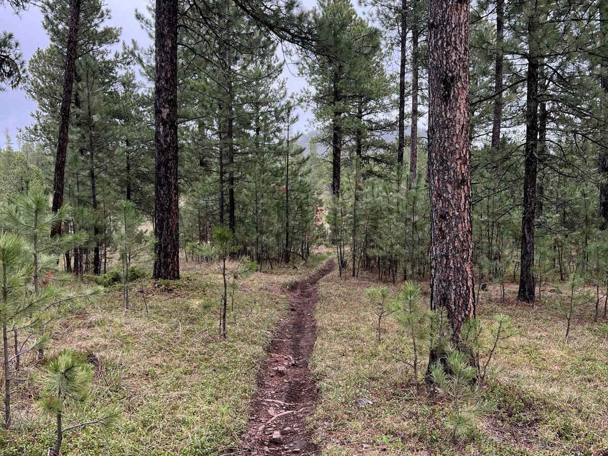 Crystal Mount Single Track photo 3