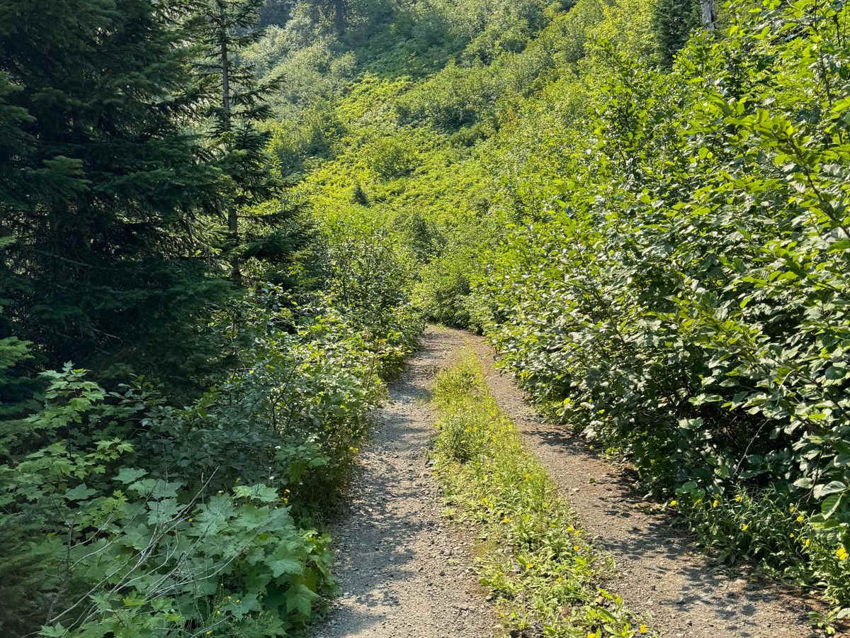 Forest Rd 5400000 trail photo